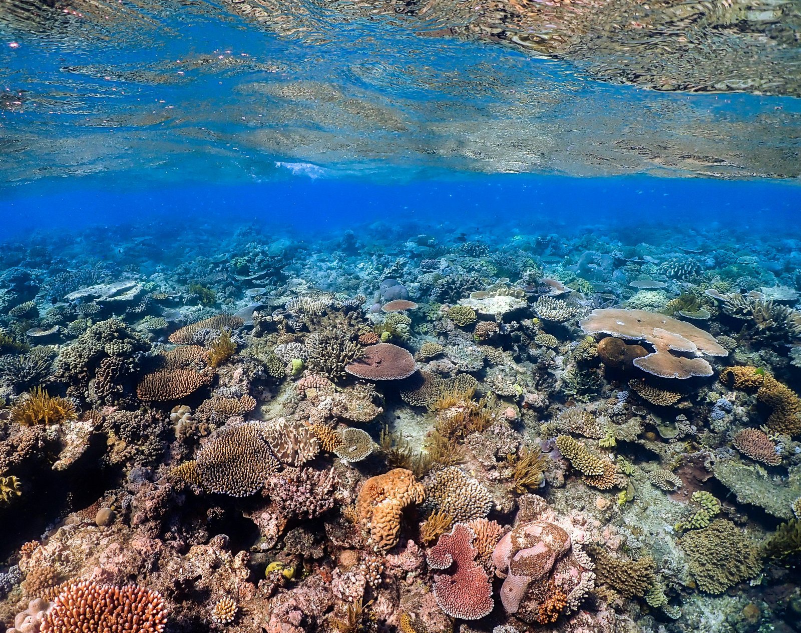 A shallow coral reef that appears vibrant and healthy.
